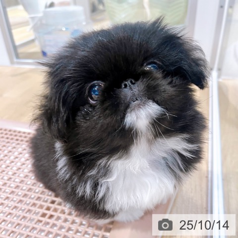 ペキニーズの写真