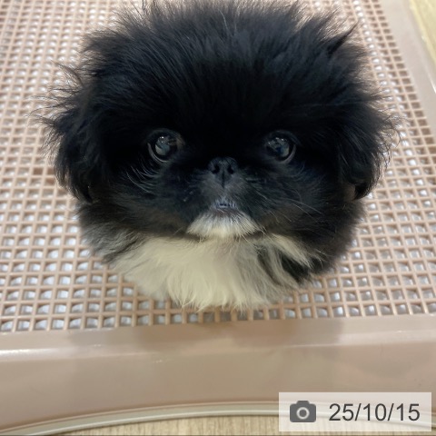 ペキニーズの写真