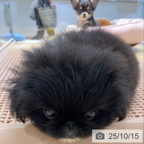 ペキニーズの写真