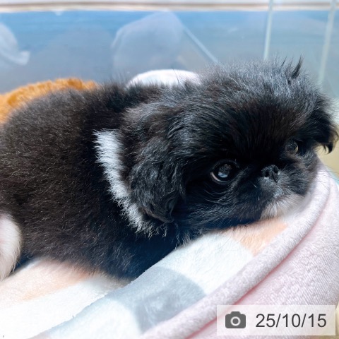 ペキニーズの写真