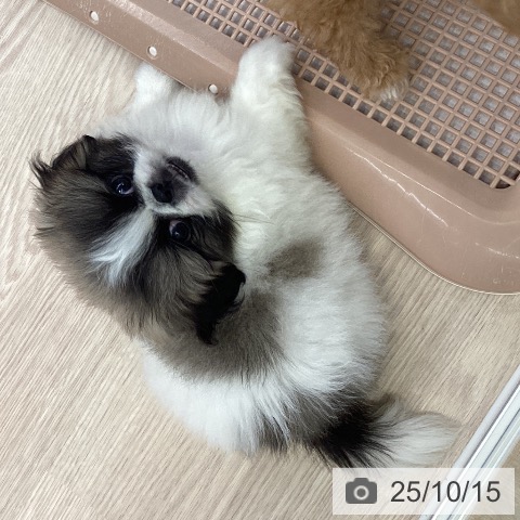 ペキニーズの写真