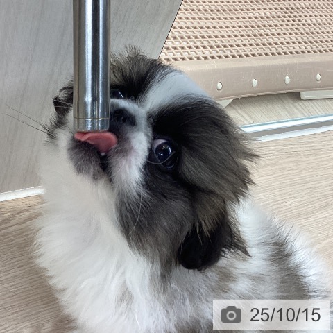 ペキニーズの写真