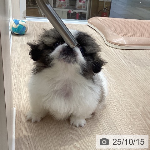 ペキニーズの写真