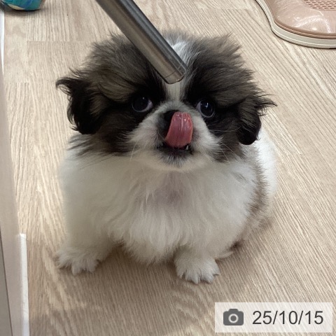 ペキニーズの写真