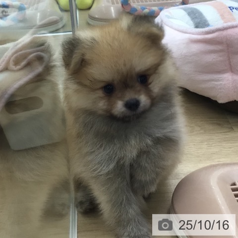 ポメラニアンの写真