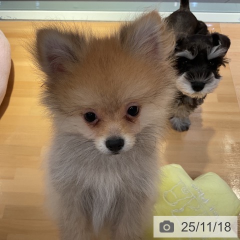 ポメラニアンの写真