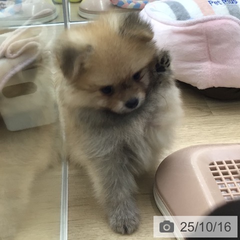 ポメラニアンの写真