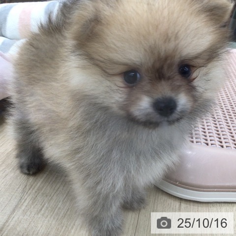 ポメラニアンの写真