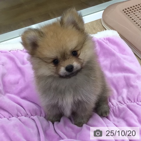 ポメラニアンの写真