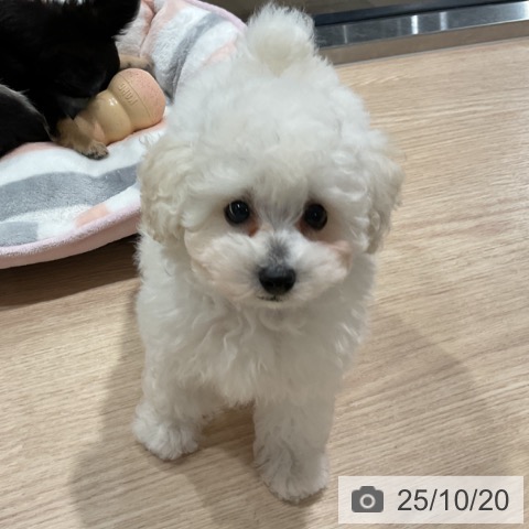 トイ・プードルの写真