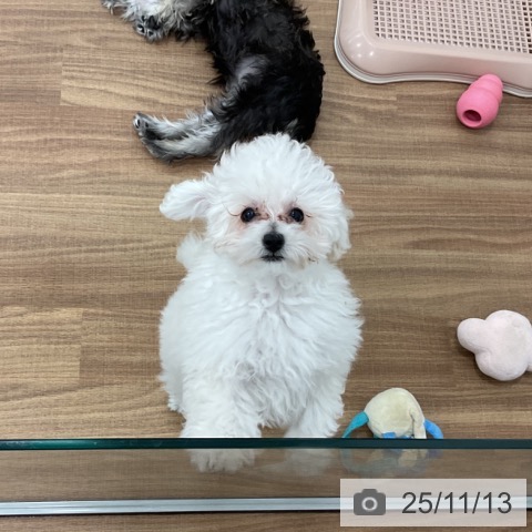 トイ・プードルの写真