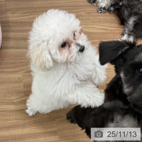 トイ・プードルの写真