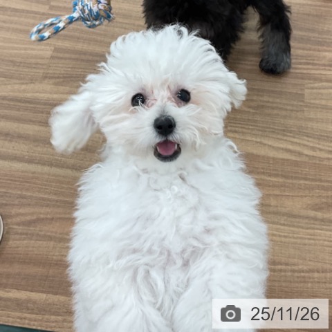 トイ・プードルの写真