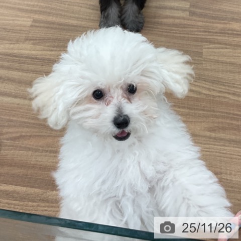 トイ・プードルの写真