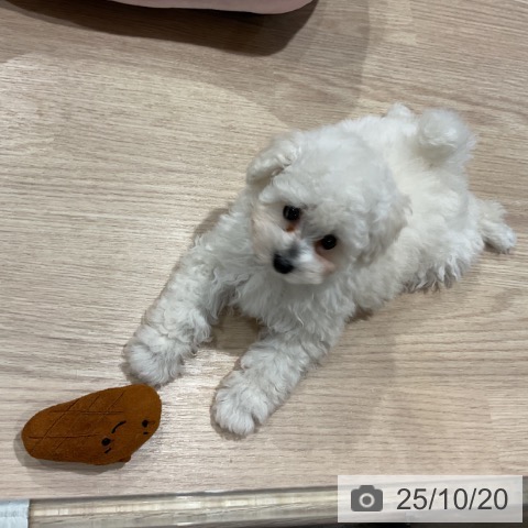 トイ・プードルの写真