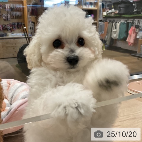 トイ・プードルの写真