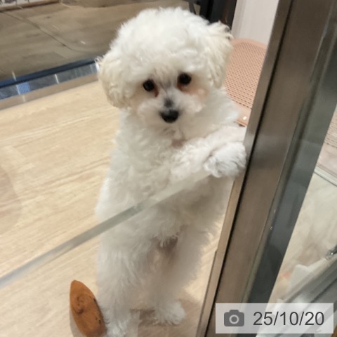 トイ・プードルの写真