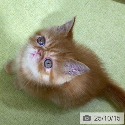 エキゾチックの写真