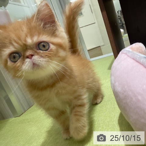 エキゾチックの写真