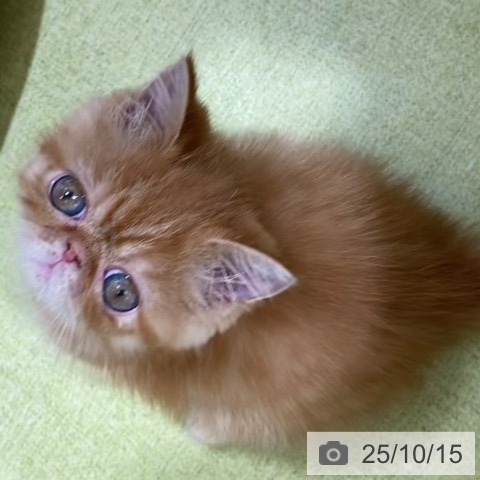 エキゾチックの写真