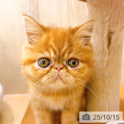 エキゾチックの写真
