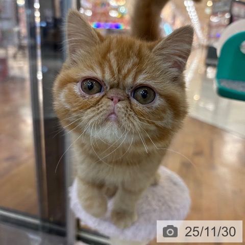 エキゾチックの写真