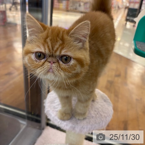 エキゾチックの写真