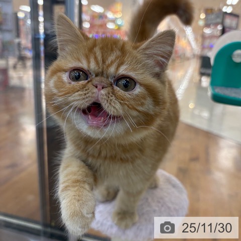 エキゾチックの写真