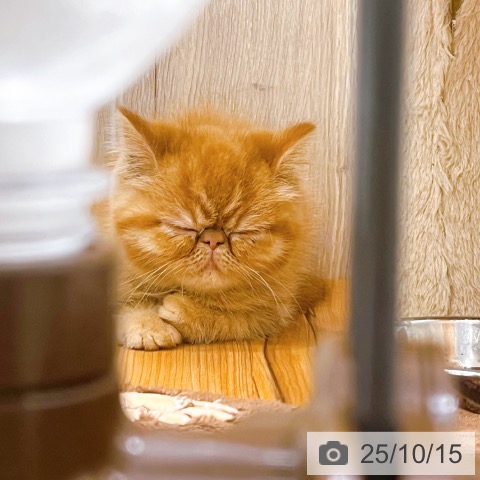エキゾチックの写真