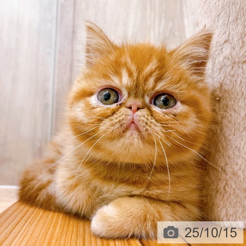 エキゾチックの写真
