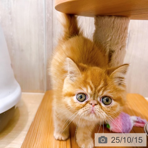 エキゾチックの写真