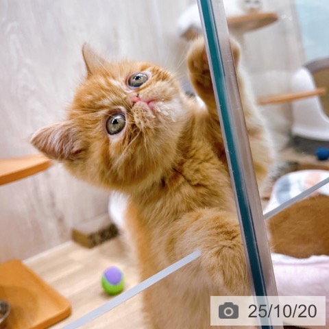 エキゾチックの写真