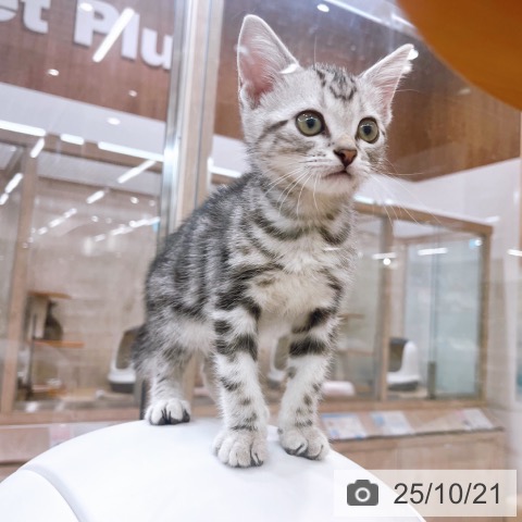 京都府のアメリカンショートヘアー (ペットプラス 醍醐店/2025年8月7日生まれ/男の子/シルバータビー)の子猫の4枚目の画像