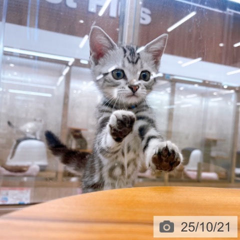 京都府のアメリカンショートヘアー (ペットプラス 醍醐店/2025年8月7日生まれ/男の子/シルバータビー)の子猫の3枚目の画像