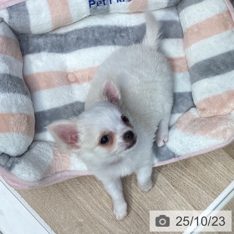 チワワの写真