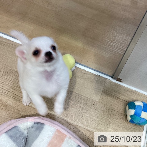 チワワの写真