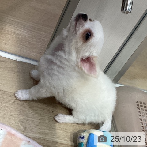 チワワの写真