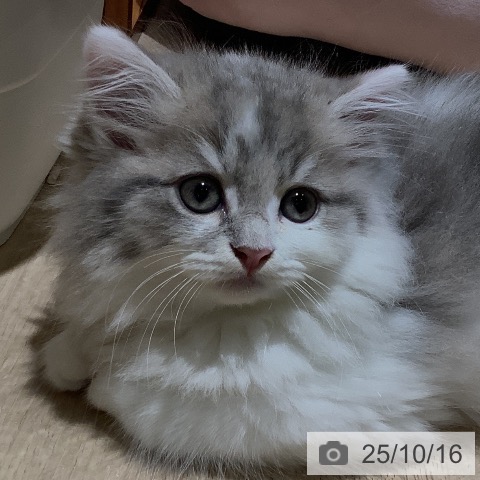 ラガマフィンの写真