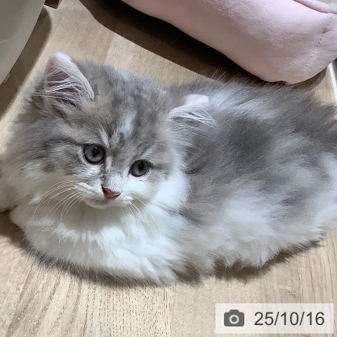 ラガマフィンの写真