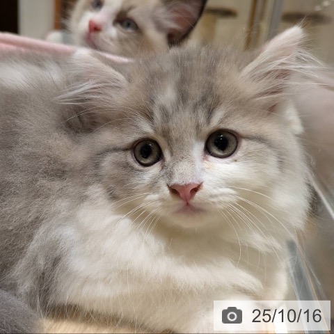 ラガマフィンの写真