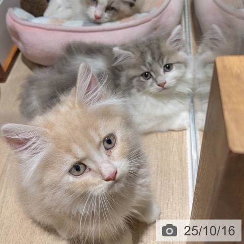 ラガマフィンの写真