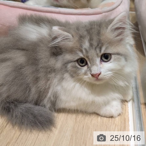 ラガマフィンの写真