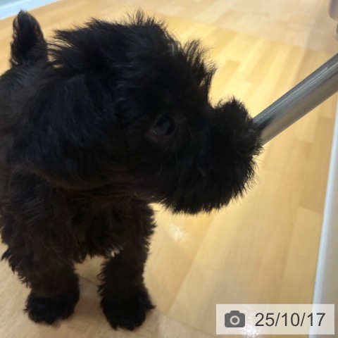 ミニチュア・シュナウザーの写真