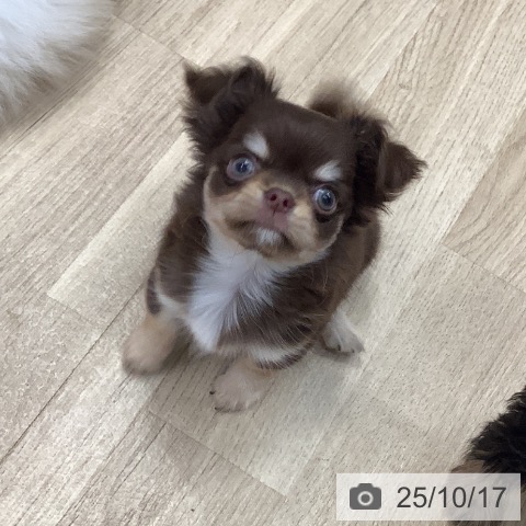 チワワの写真