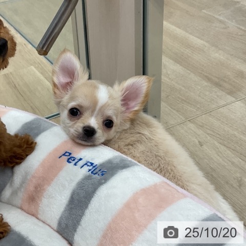 チワワの写真