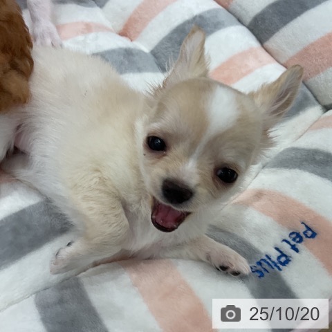 チワワの写真