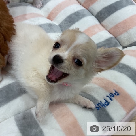 チワワの写真