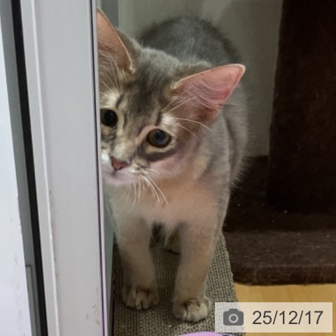 大阪府のソマリ (ペットプラス 堺鉄砲町店/2025年8月3日生まれ/男の子/ブルー)の子猫の4枚目の画像