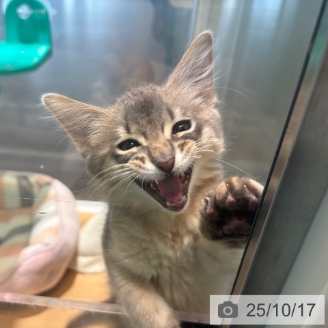 大阪府のソマリ (ペットプラス 堺鉄砲町店/2025年8月3日生まれ/男の子/ブルー)の子猫の3枚目の画像