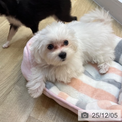 兵庫県のマルチーズ (ペットプラス 姫路大津店/2025年8月10日生まれ/男の子/ホワイト)の子犬の4枚目の画像